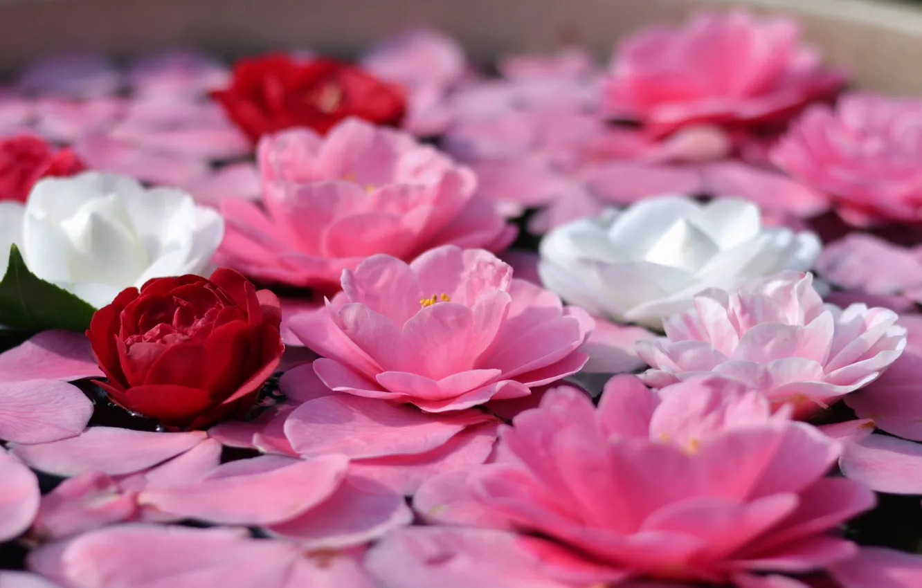 Photo wallpaper water, petals, Camellia