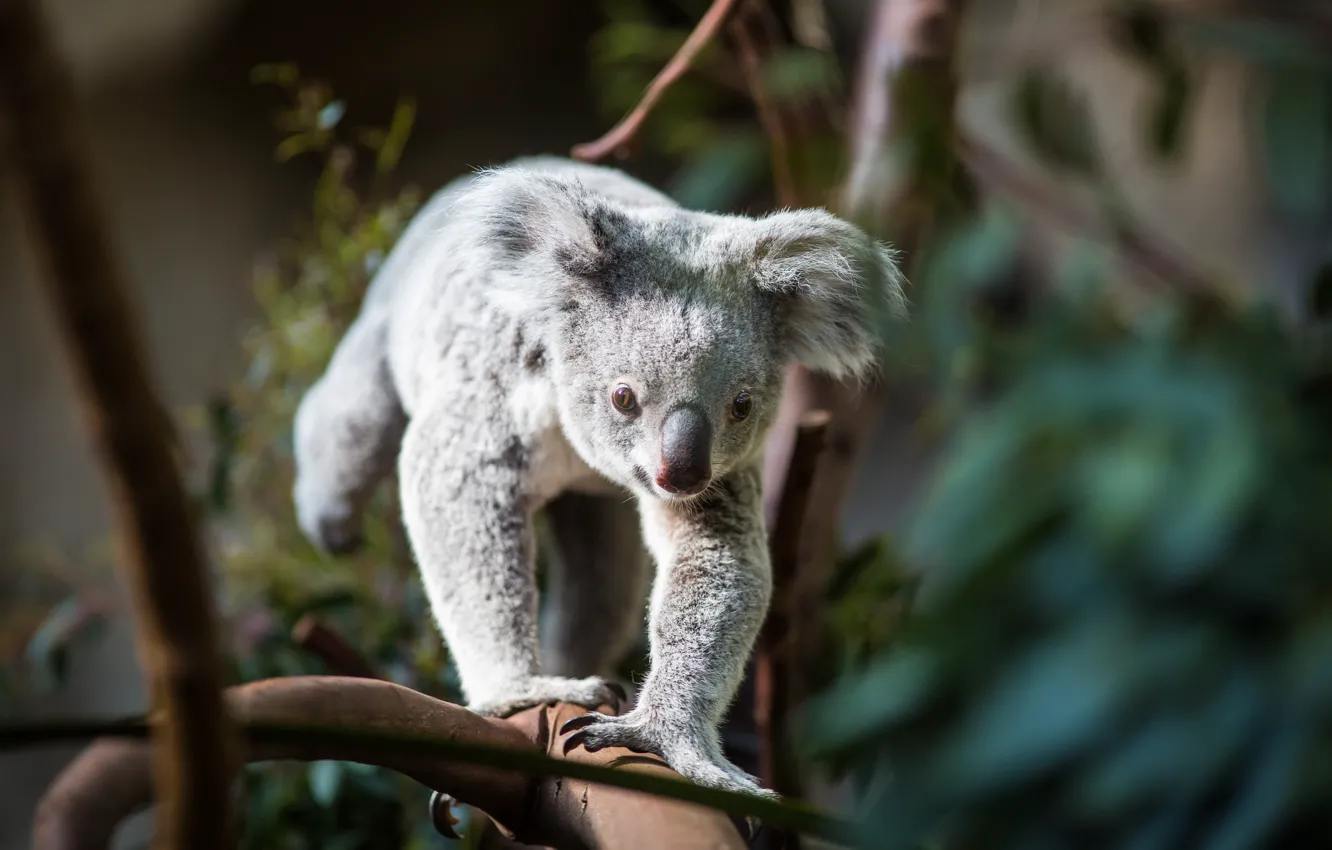 Photo wallpaper look, trees, branches, nature, pose, face, bokeh, Koala