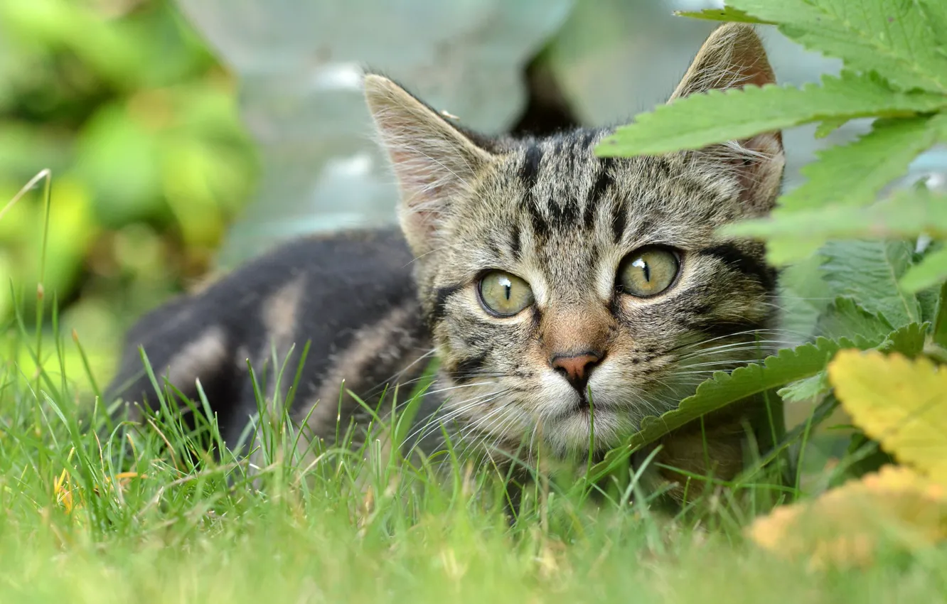 Photo wallpaper cat, grass, look, muzzle, kitty, cat