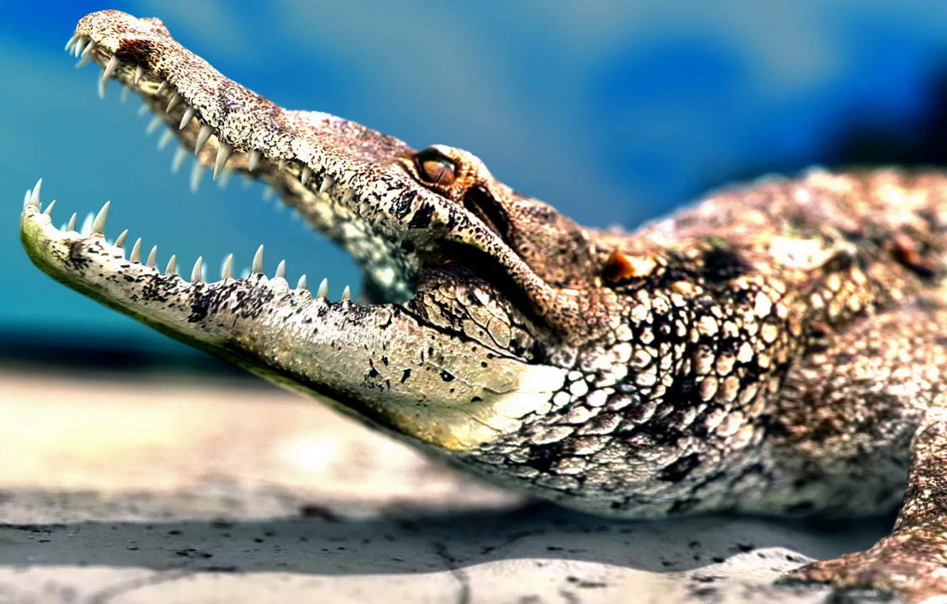 Photo wallpaper teeth, crocodile, mouth