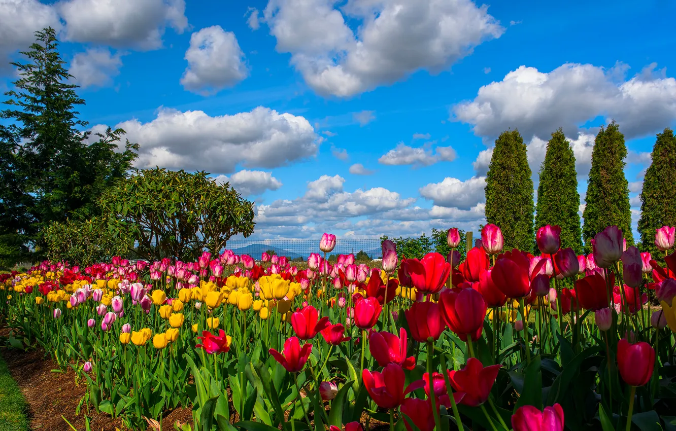 Photo wallpaper the sky, clouds, trees, flowers, tulips, plantation