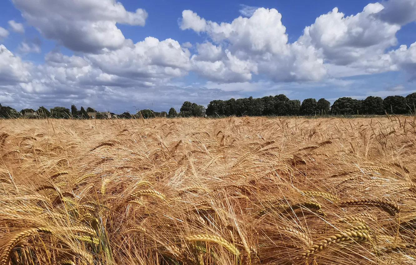 Photo wallpaper field, the sky, clouds, trees, blue, rye, ears, cereals