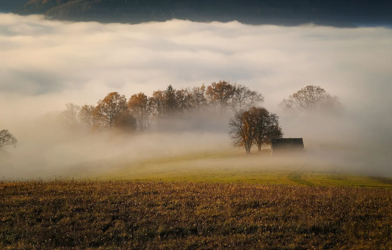 Photo wallpaper field, autumn, grass, trees, mountains, fog, morning, haze