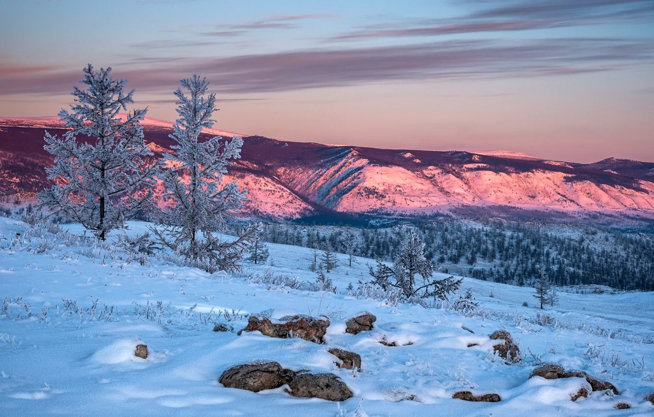 Photo wallpaper winter, snow, trees, landscape, mountains, nature, the steppe, dawn