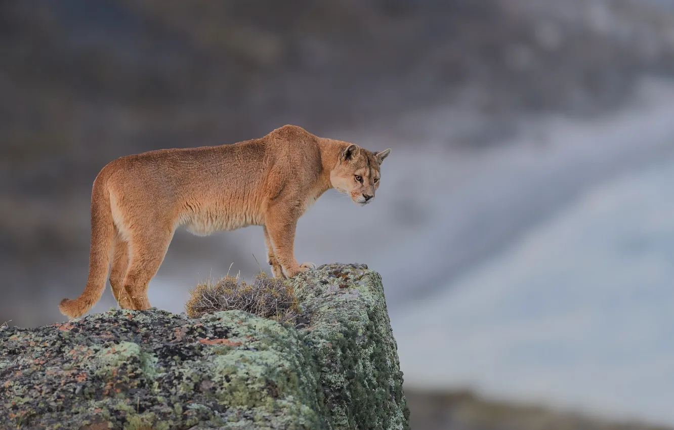 Photo wallpaper background, stone, wild cat, Puma, Mountain lion