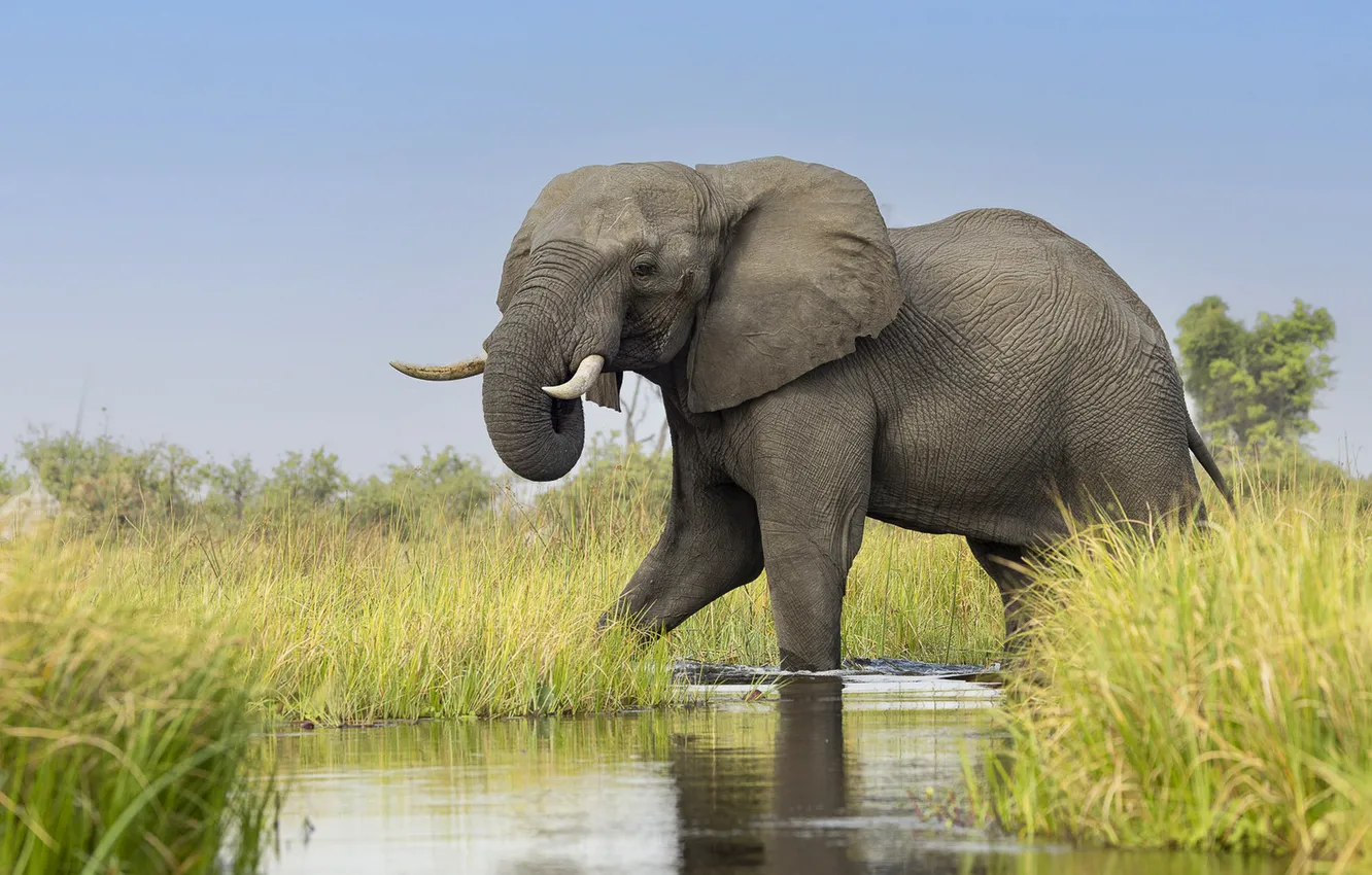 Photo wallpaper elephant, walk, pond, blue sky