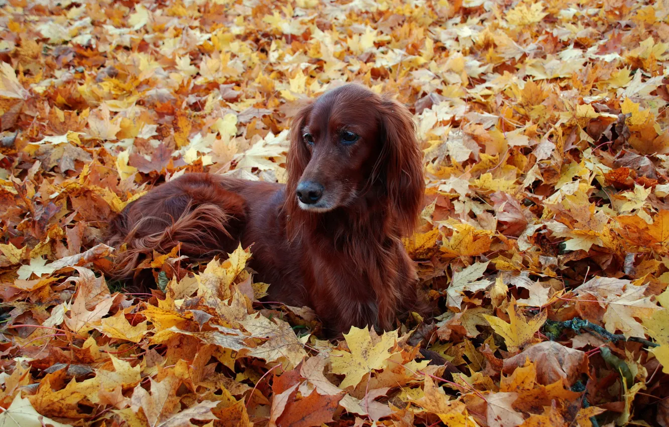 Photo wallpaper autumn, leaves, each, dog