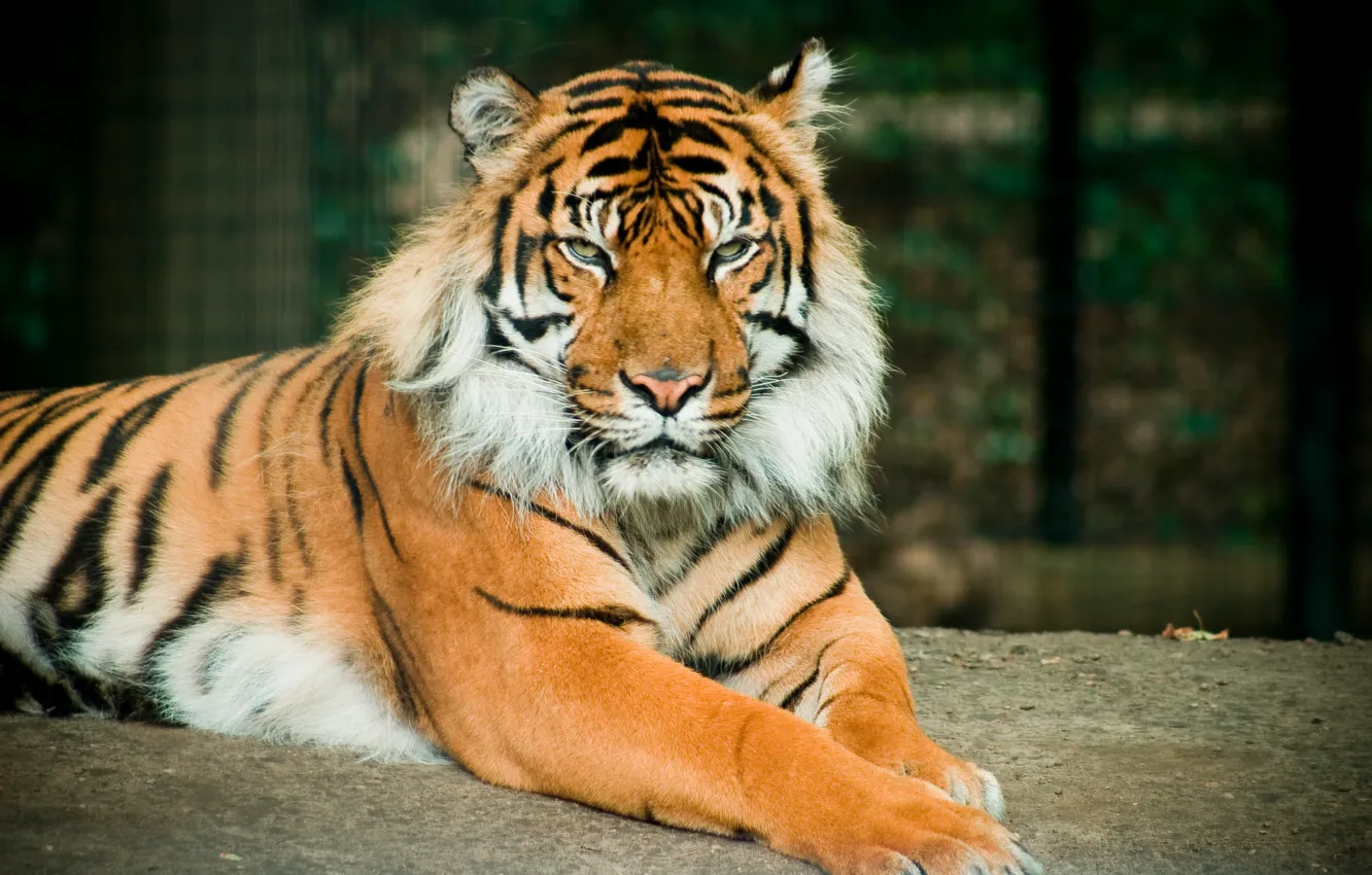 Photo wallpaper nature, big, tiger, cat, wild