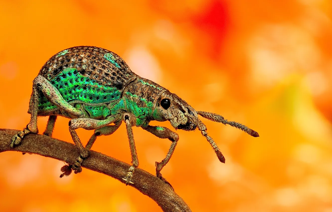Photo wallpaper background, legs, beetle, antennae, a blade of grass
