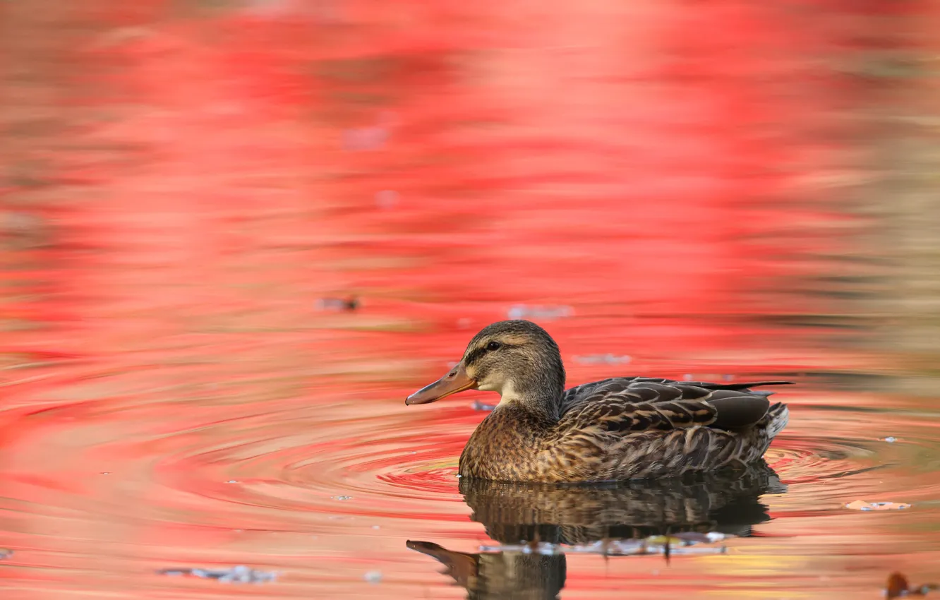 Photo wallpaper bird, duck, red background, pond