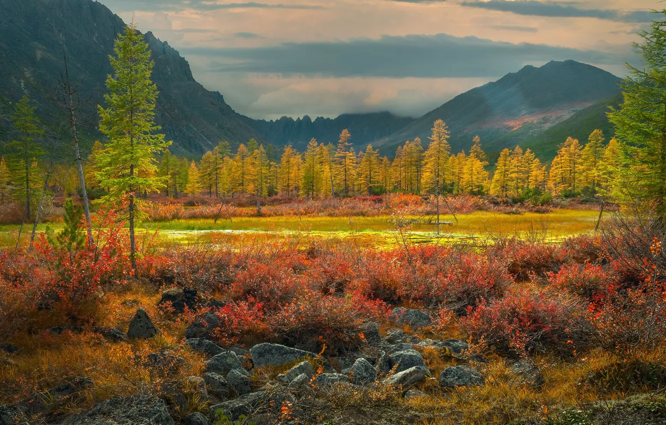 Photo wallpaper autumn, trees, landscape, mountains, nature, larch, Vladimir Ryabkov, Kolyma