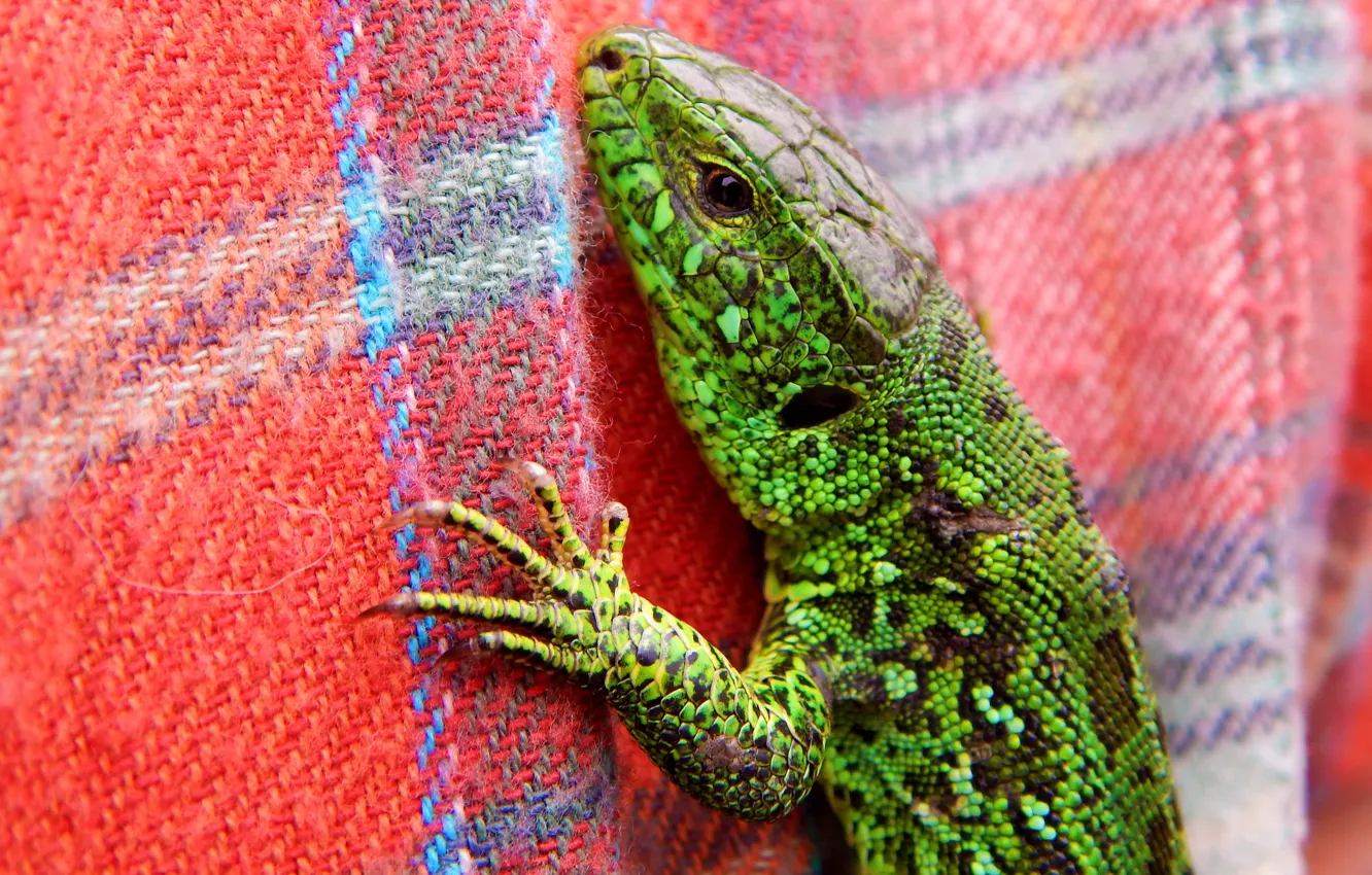 Photo wallpaper green, lizard, shirt, cellular