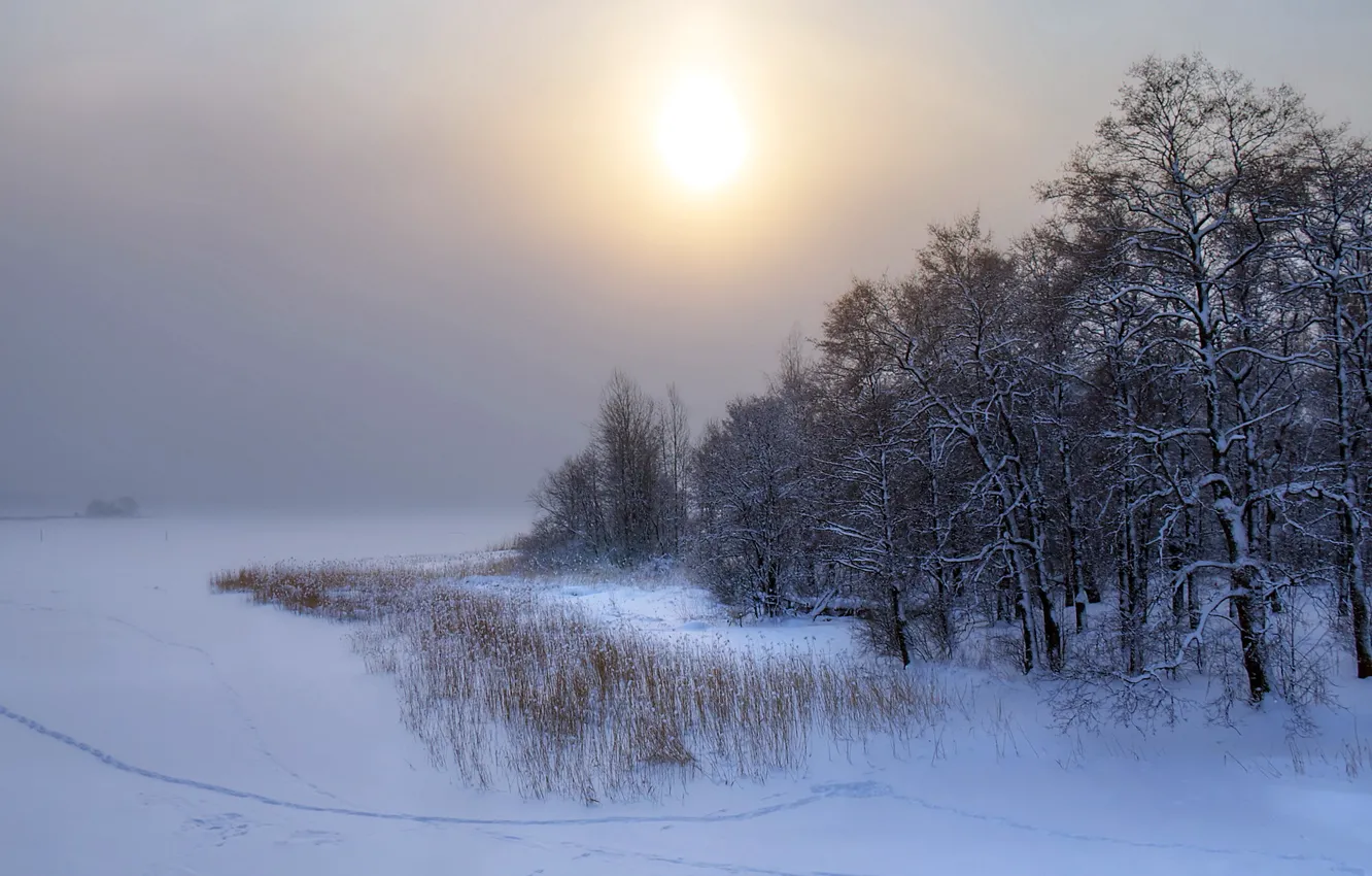 Photo wallpaper winter, snow, trees, landscape, sunset, nature