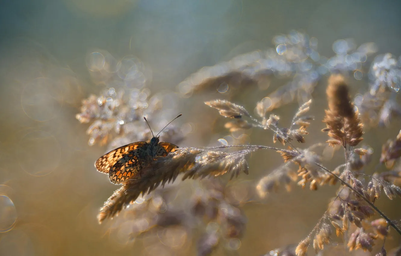 Photo wallpaper macro, glare, butterfly, spikelets, insect, bokeh