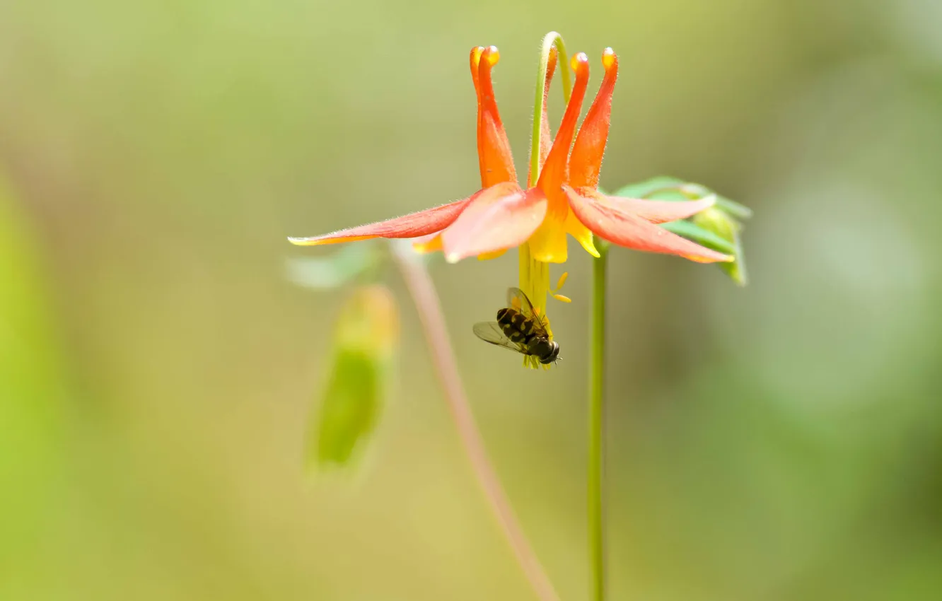 Photo wallpaper flower, background, insect
