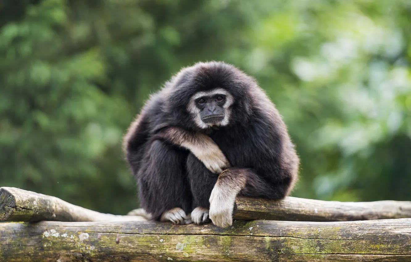 Photo wallpaper monkey, the primacy of, Gibbon