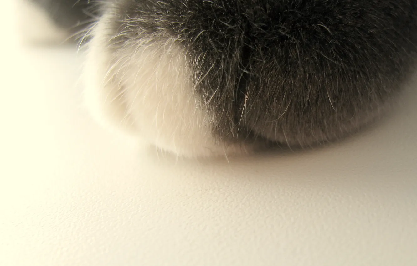 Photo wallpaper paw, cute, fluffy, Foot