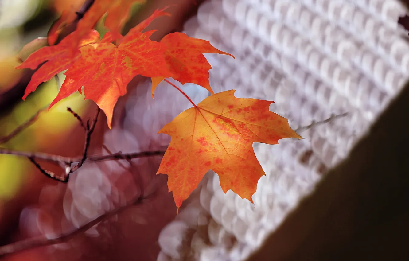 Photo wallpaper autumn, leaves, nature