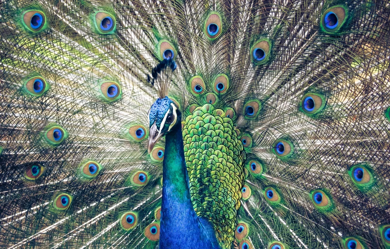 Photo wallpaper bird, feathers, peacock