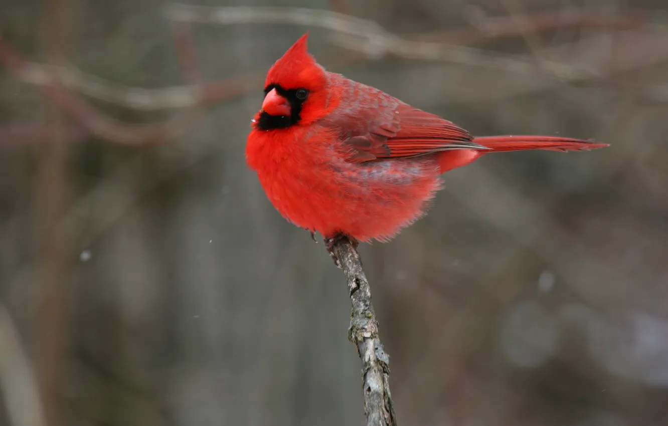 Photo wallpaper bird, red, cardinal