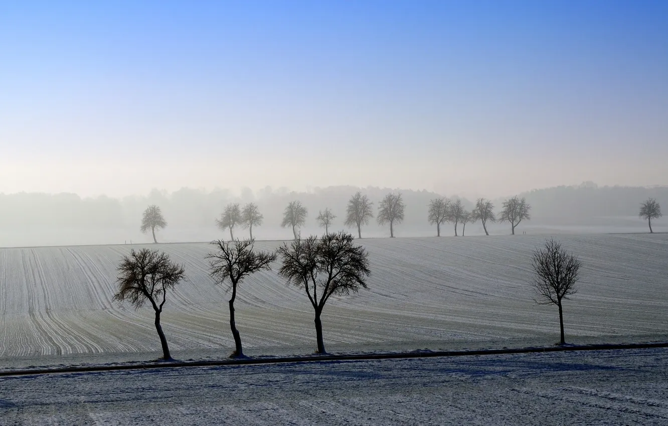 Photo wallpaper field, trees, landscape, morning