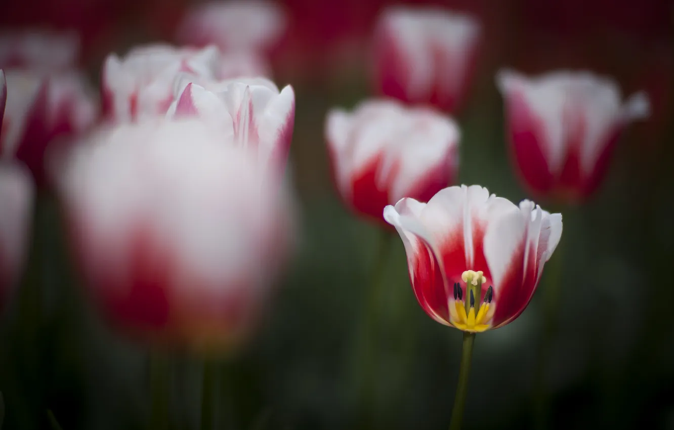 Photo wallpaper nature, focus, spring, tulips