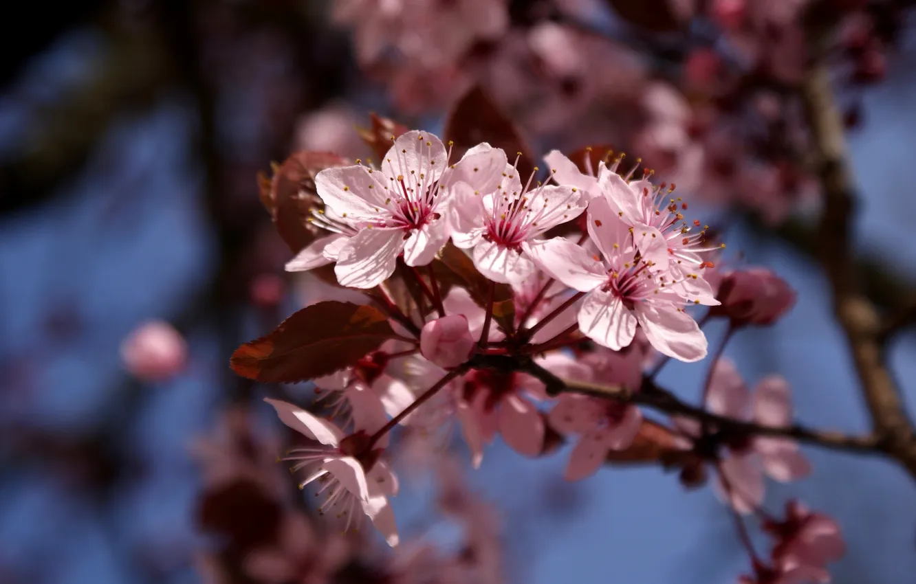 Photo wallpaper the sky, trees, flowers, branches, cherry, spring, Sakura, pink