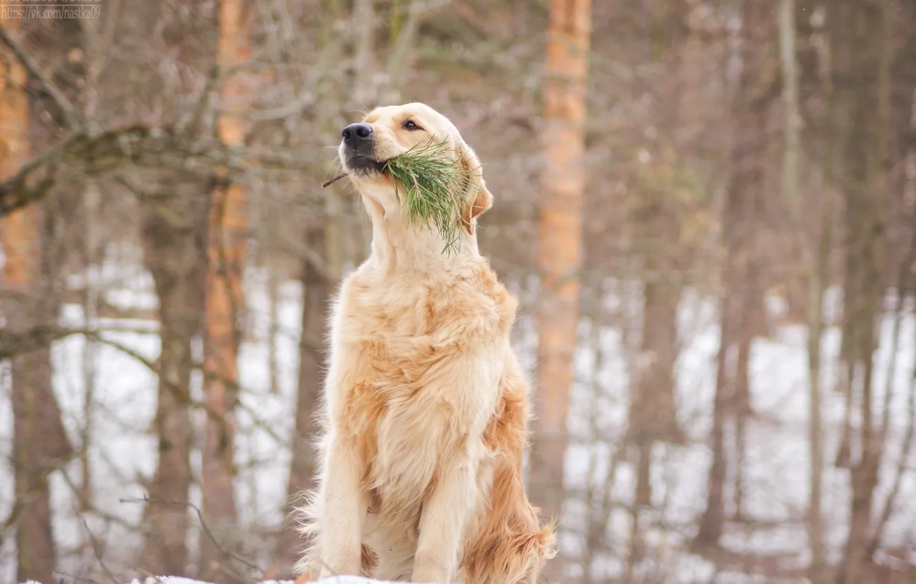 Photo wallpaper dog, dog, Golden Retriever