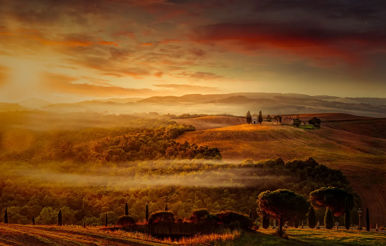 Photo wallpaper trees, dawn, morning, Italy, Tuscany, cedars