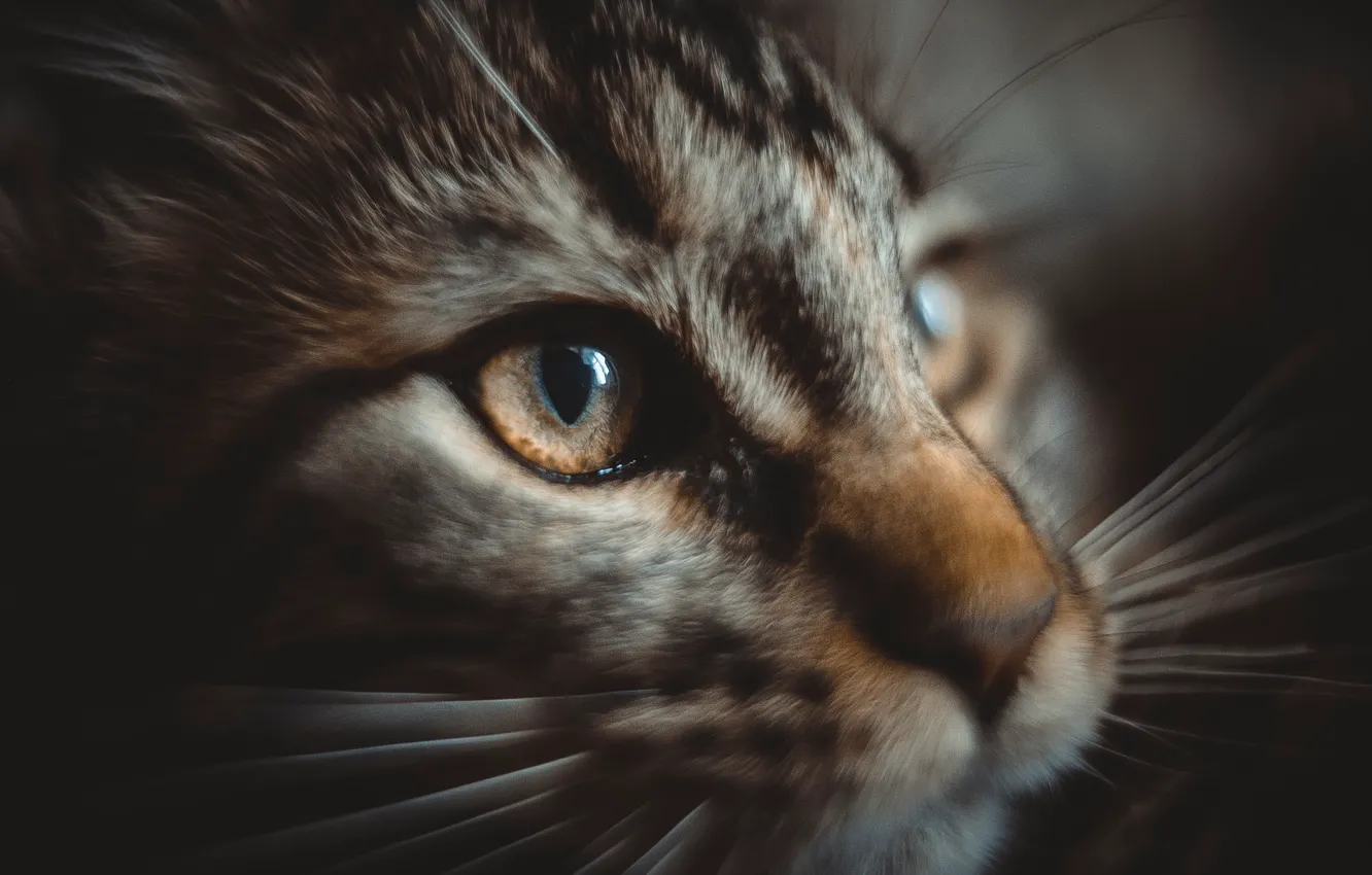 Photo wallpaper cat, kitty, British fold