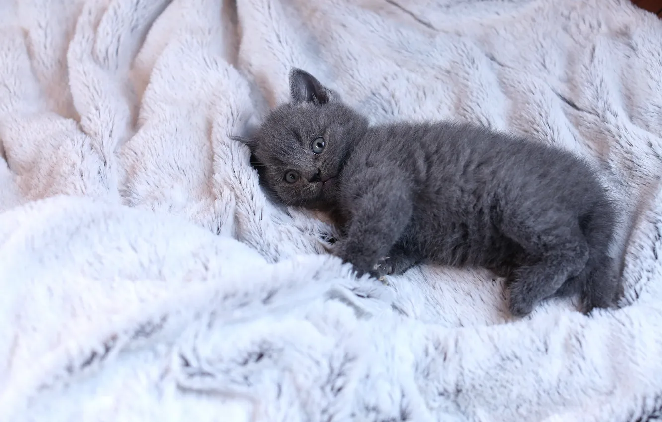 Photo wallpaper cat, look, pose, grey, background, light, baby, lies