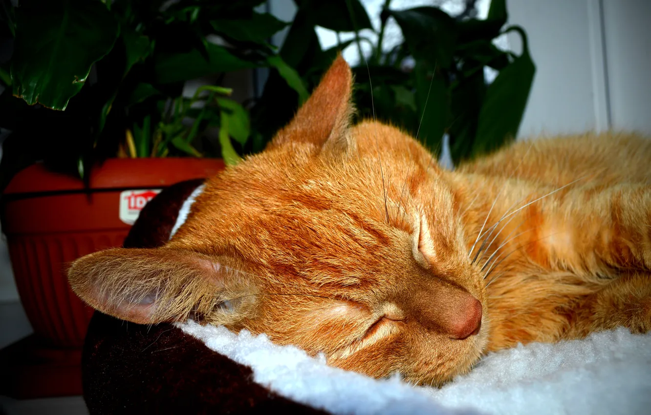 Photo wallpaper cat, flowers, sleep, window, red