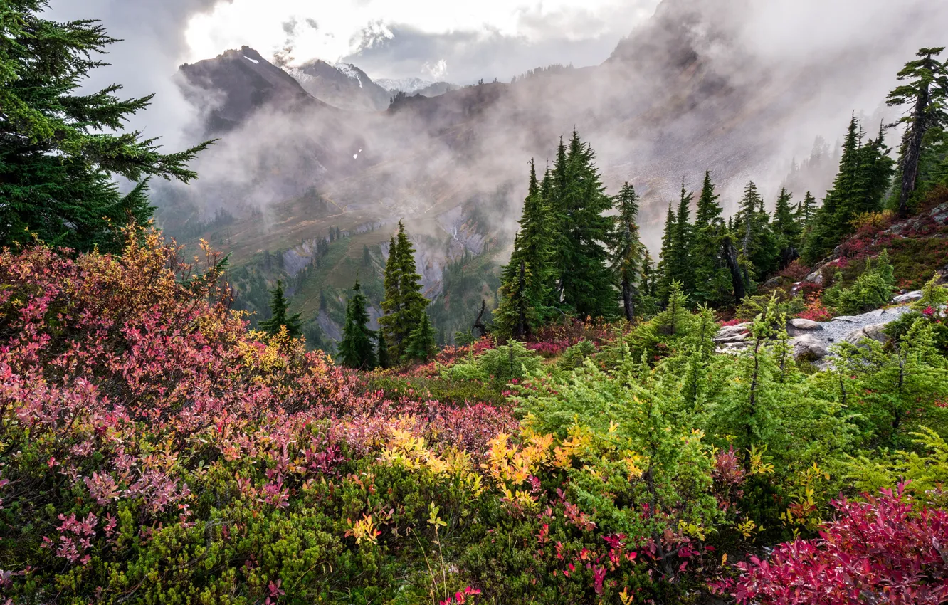 Photo wallpaper forest, grass, clouds, trees, mountains, fog, the view from the top