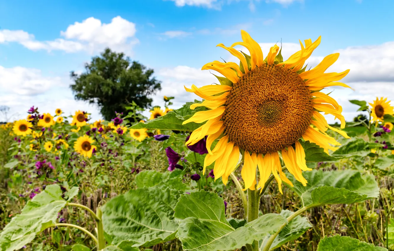 Photo wallpaper field, summer, sunflowers