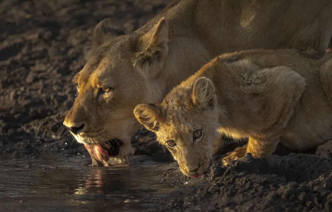 Photo wallpaper Leo, lioness, drink, lion
