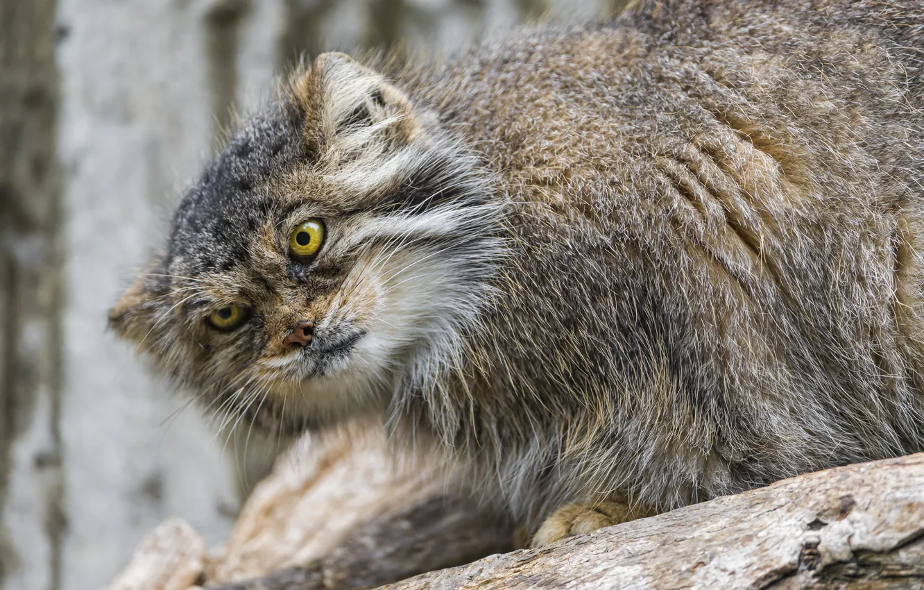 Photo wallpaper cat, look, manul, ©Tambako The Jaguar