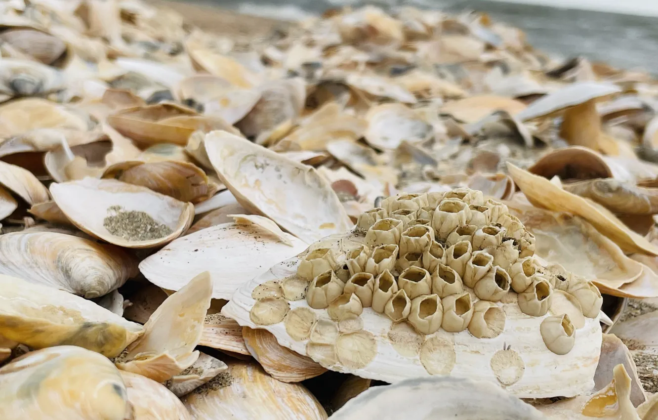 Photo wallpaper sea, summer, shell