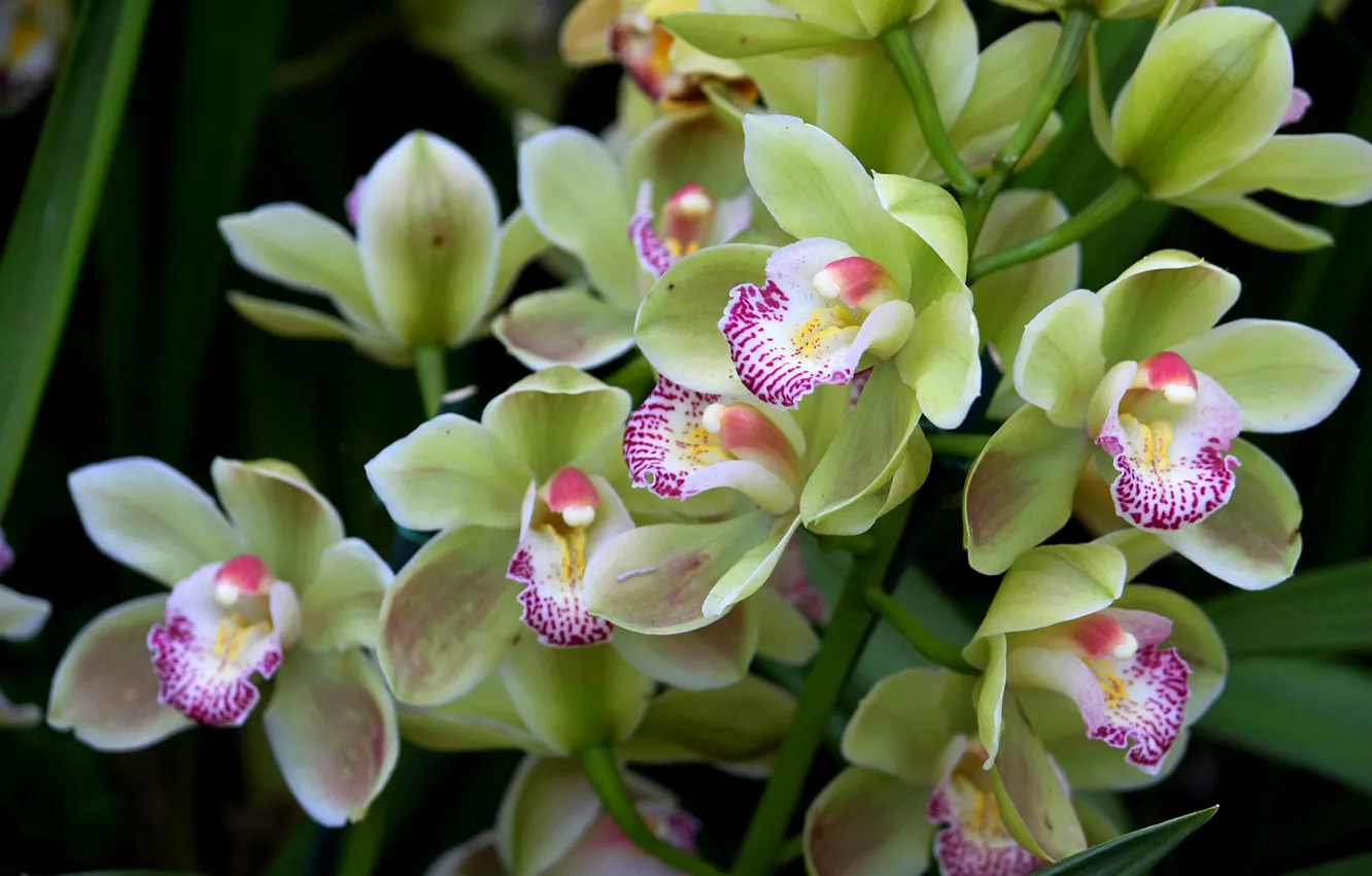 Photo wallpaper green, exotic, Orchid