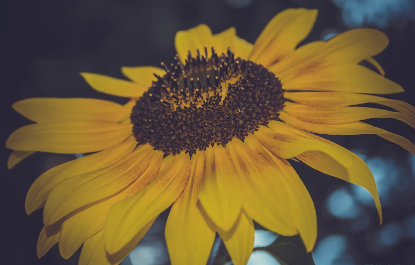 Photo wallpaper flower, macro, sunflower, seeds