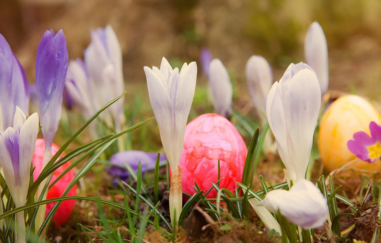 Photo wallpaper grass, flowers, nature, holiday, eggs, spring, Easter, crocuses