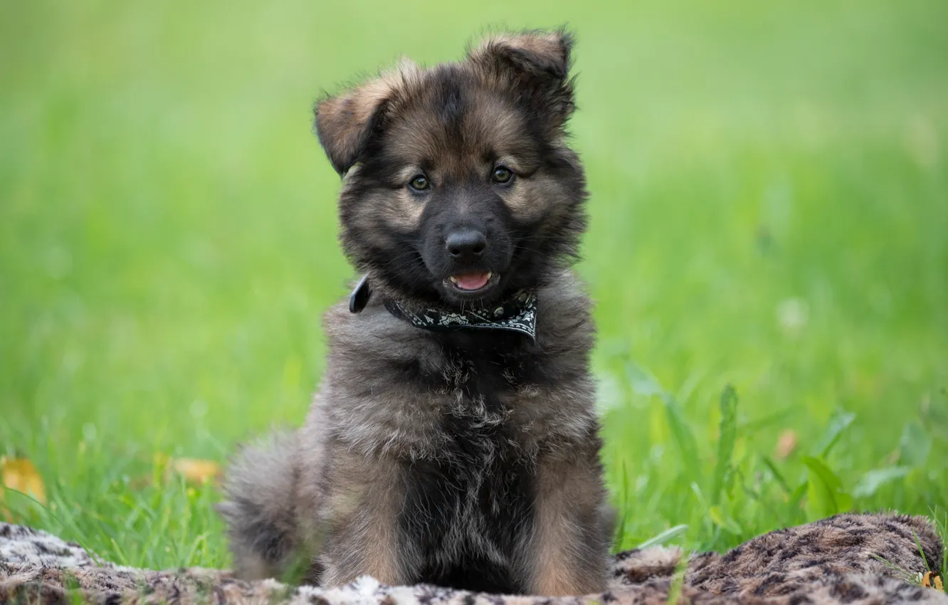 Photo wallpaper green grass, baby, puppy, puppy, baby, green grass, German Shepherd, German shepherd