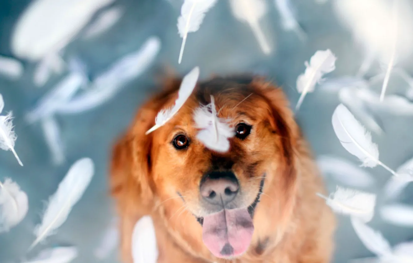 Photo wallpaper language, flight, dog, feathers, a true friend