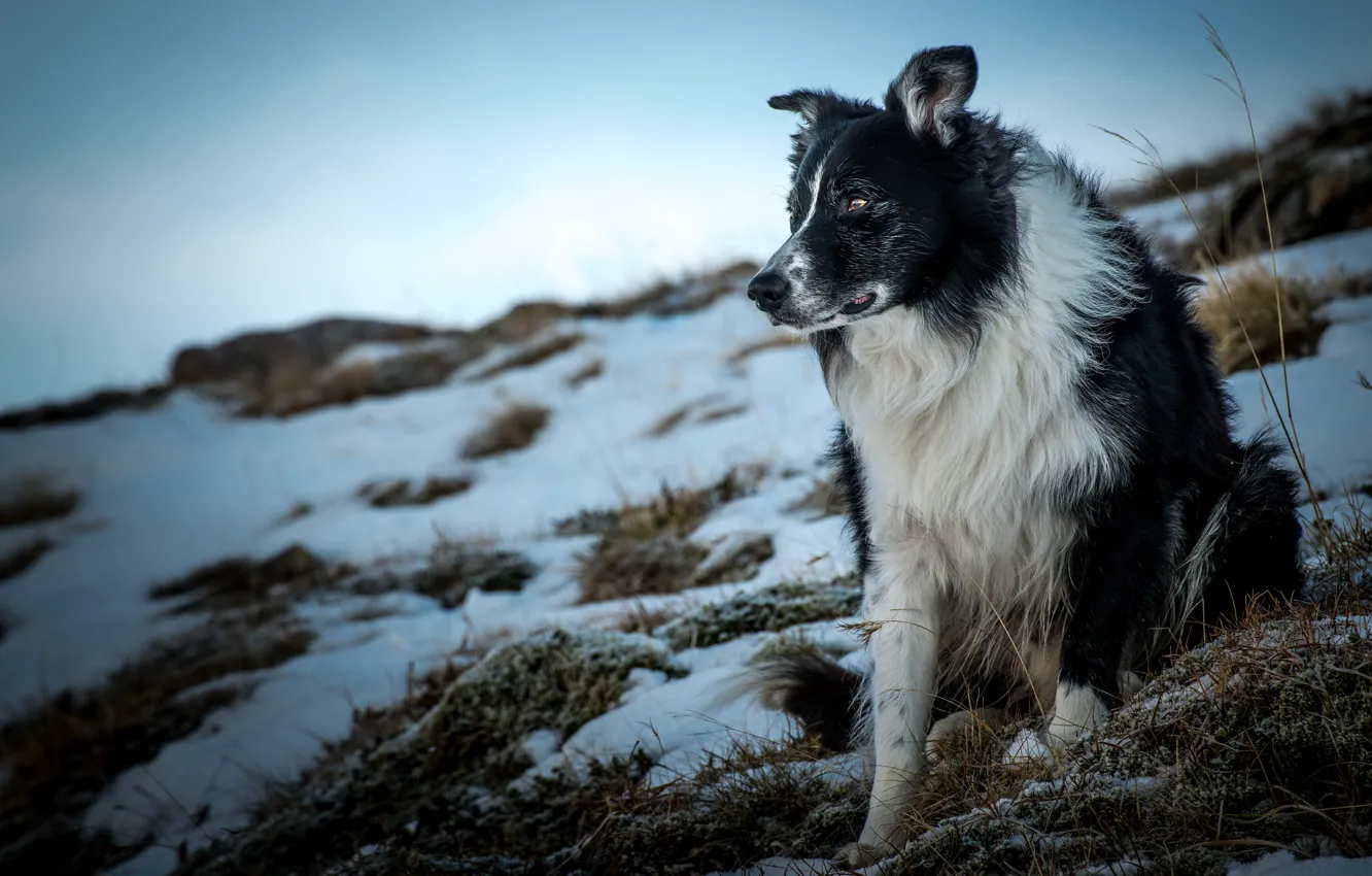 Photo wallpaper winter, face, snow, nature, dog, the border collie