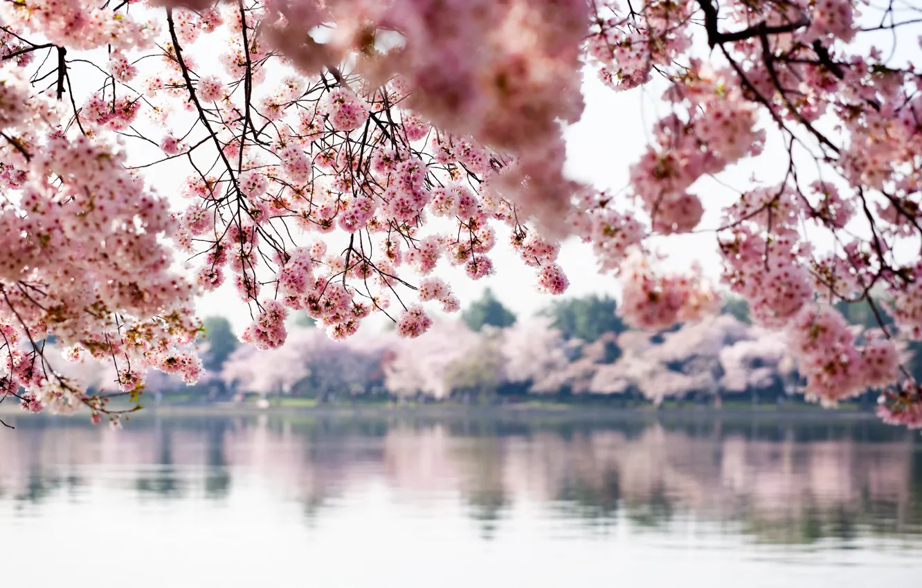 Photo wallpaper water, trees, spring, Washington, USA, spring, Washington DC, DC