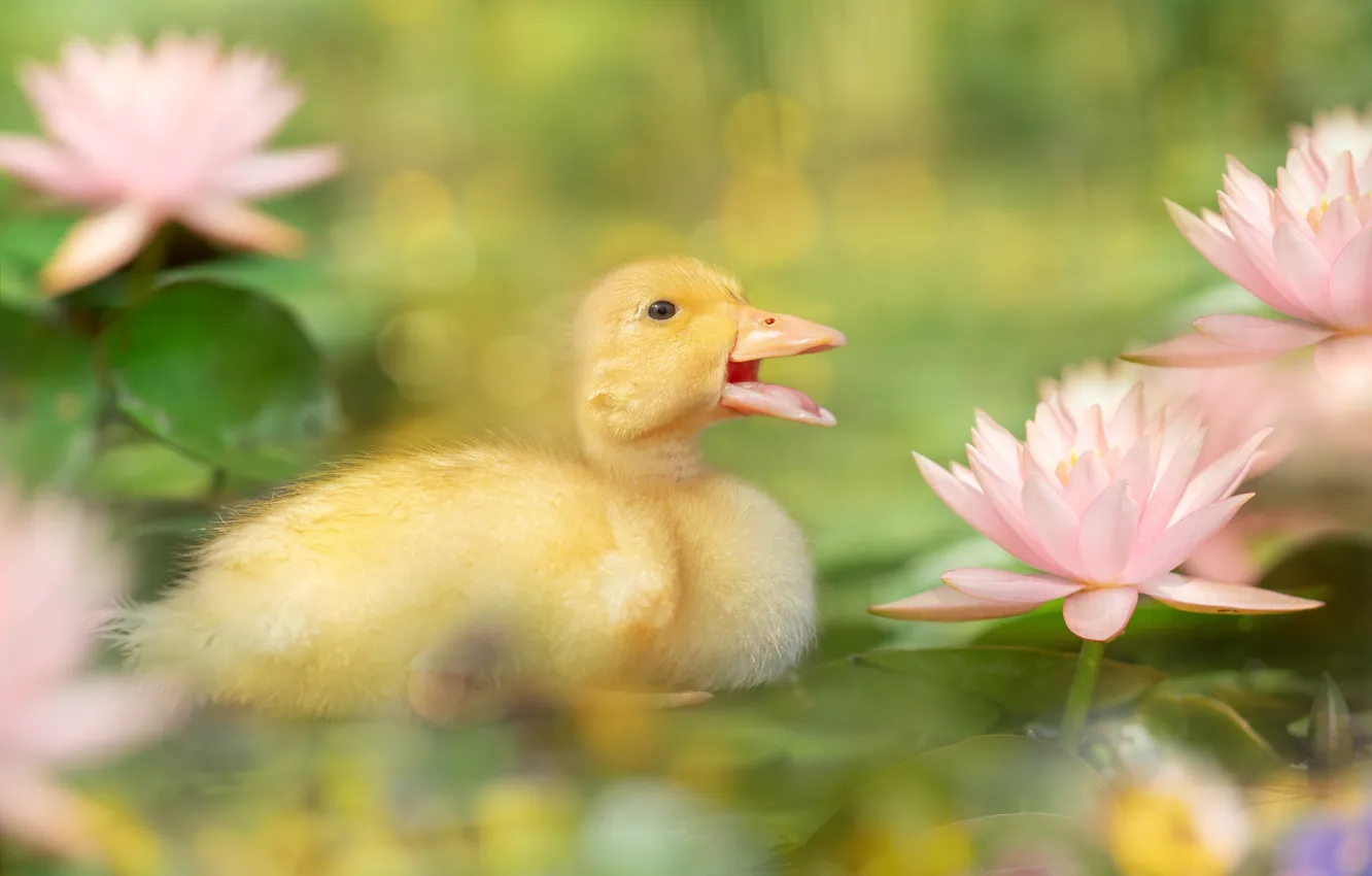 Photo wallpaper flowers, blur, duck, water lilies, Chicks
