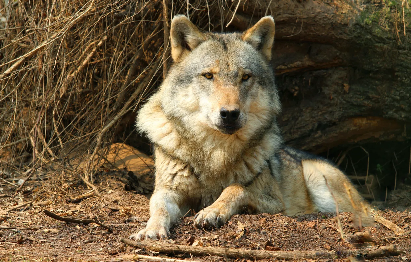 Photo wallpaper look, face, branches, pose, grey, tree, wolf, predator