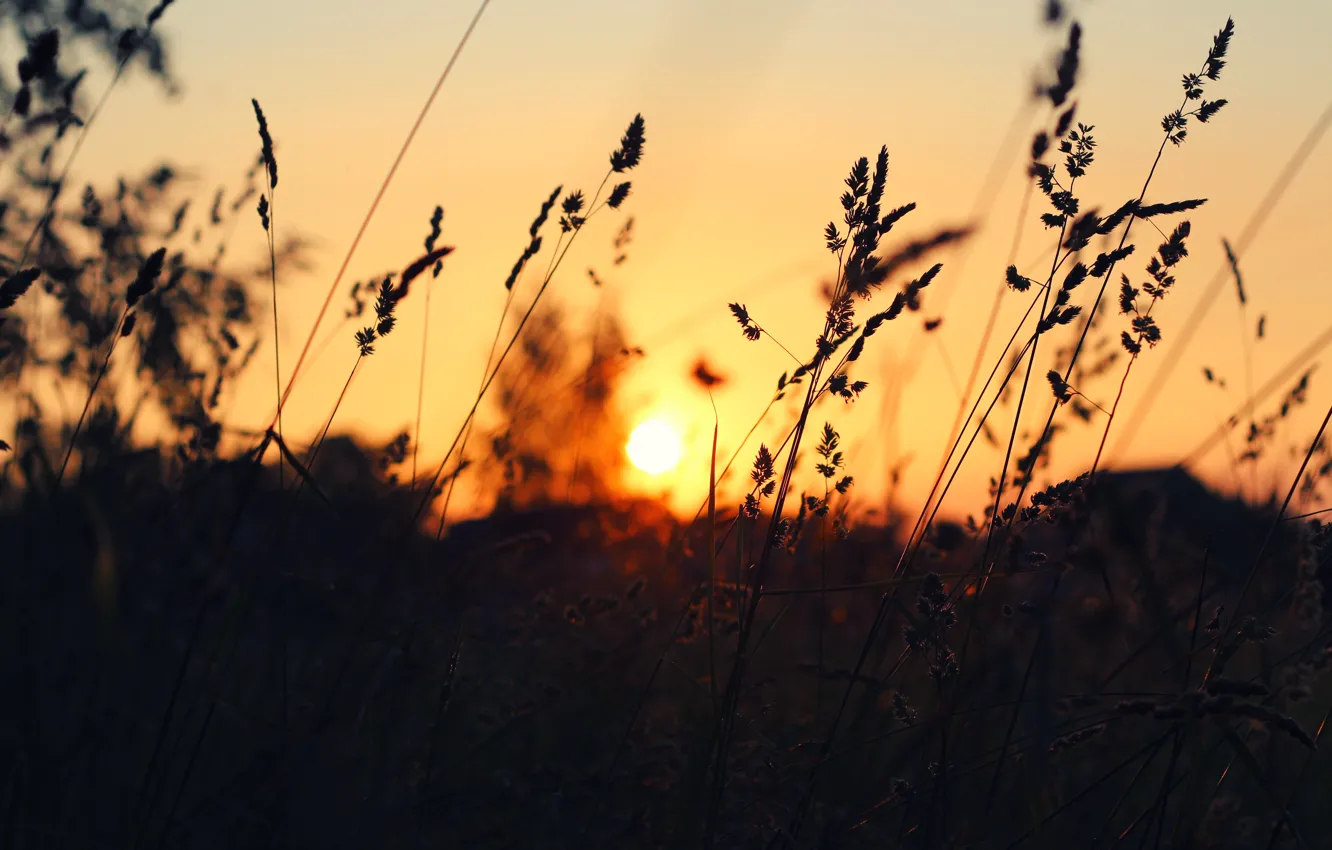 Photo wallpaper summer, sunset, grass