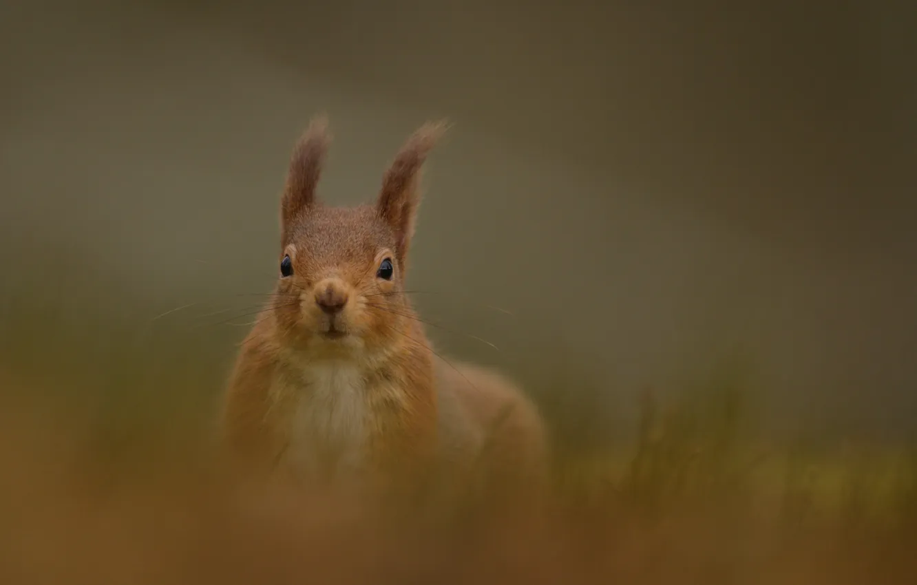 Photo wallpaper background, protein, red