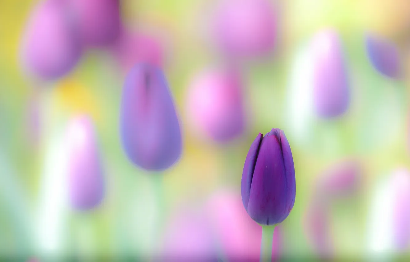 Photo wallpaper flowers, nature, tulips