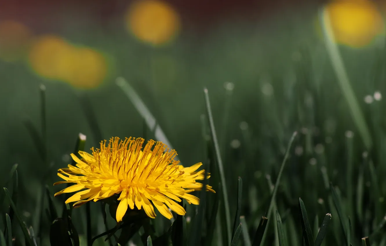 Photo wallpaper flower, dandelion, Taraxacum officinale